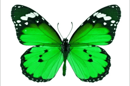 Emerald butterfly logo